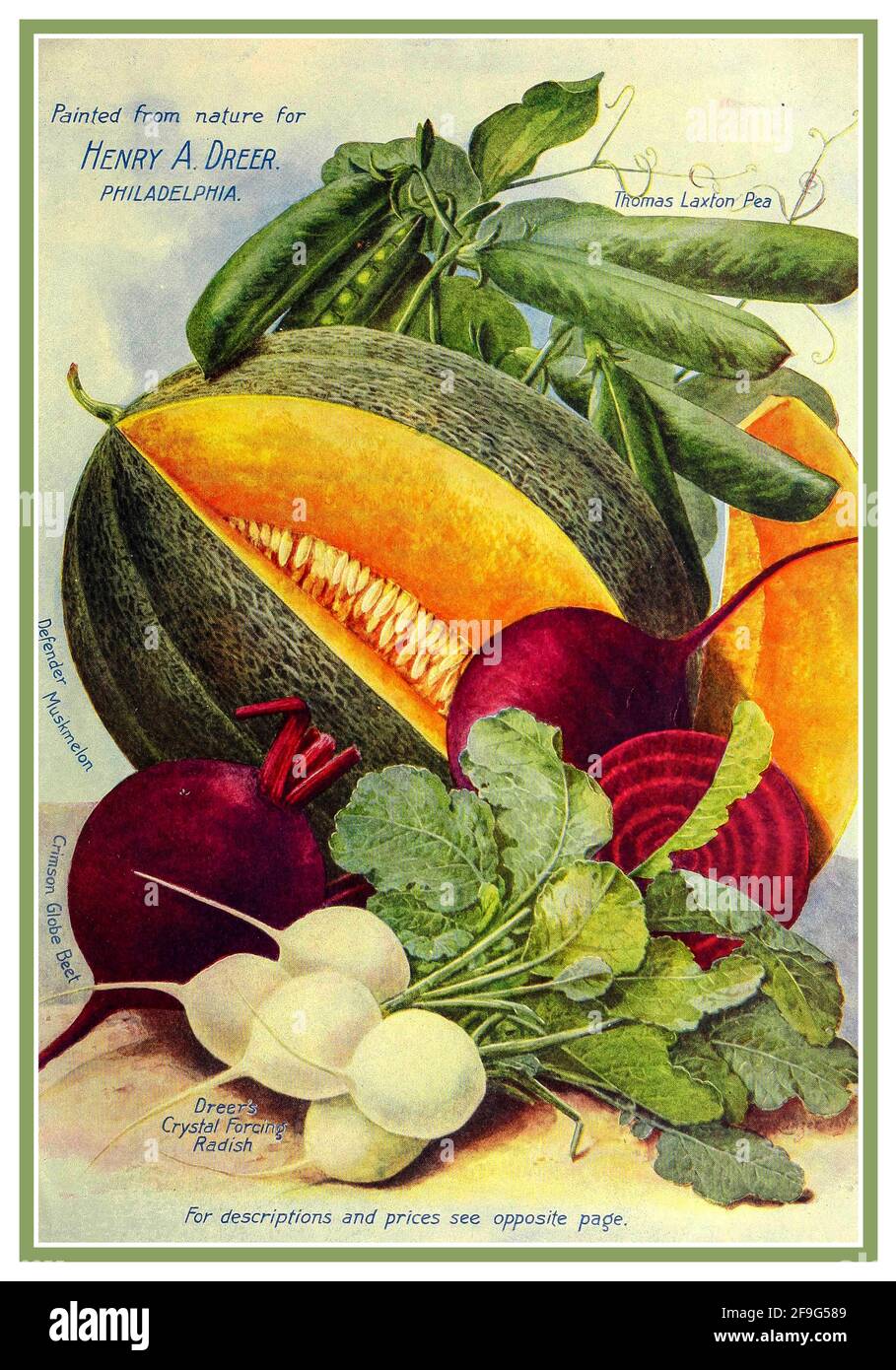 Illustrazione grafica di Henry Dreer Seed Packet di vintage del 1900 per Coltiva le tue verdure 1904' dipinte dalla natura per Henry Dreer Philadelphia USA Foto Stock