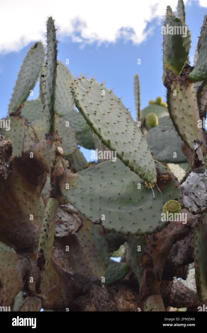 Una chiusura delle piastre di cactus in una vista verso l'alto a. un cielo blu Foto Stock