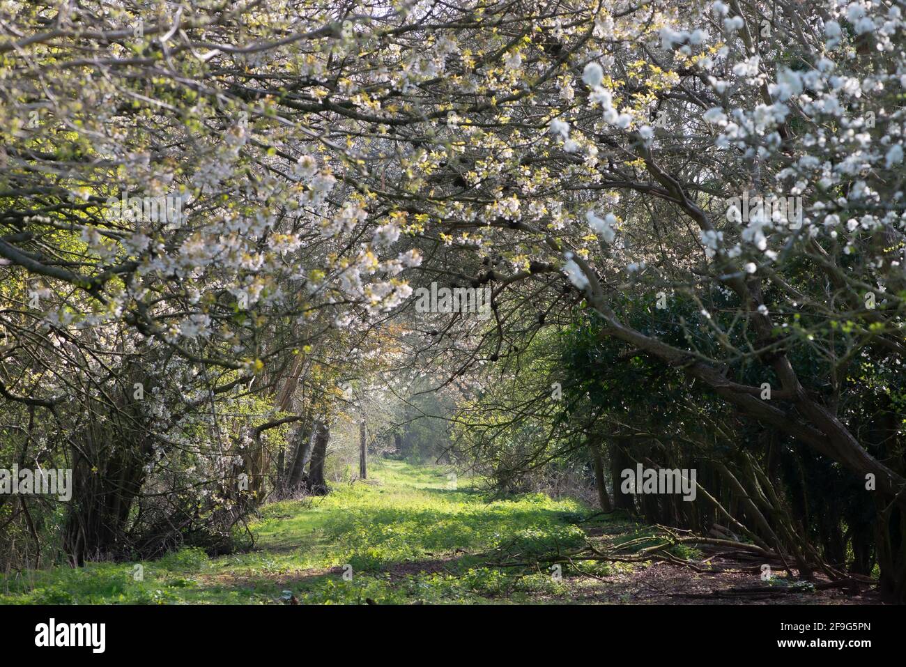 Tunnel di albero Foto Stock