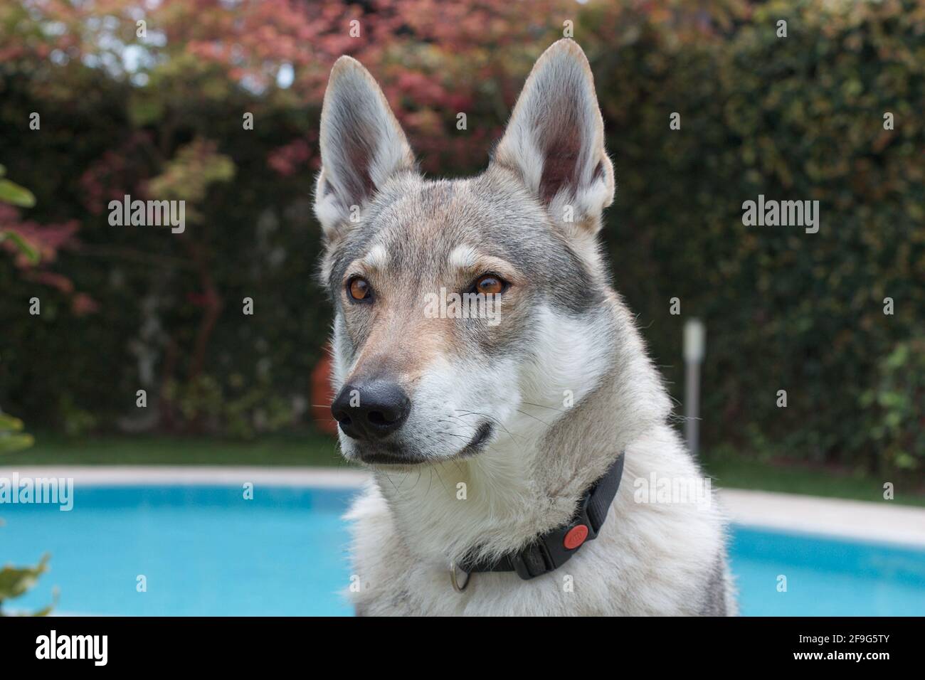 Wolfdog cecoslovacco Foto Stock