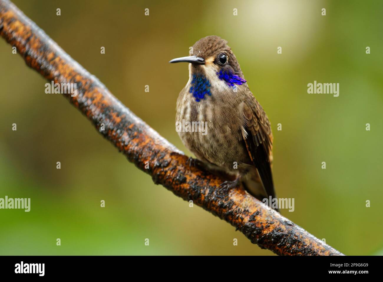 Marrone Violet-ear - Colibri delphinae colibrì grande, razze di uccelli a quota media nelle montagne in America Centrale, occidentale e settentrionale Sou Foto Stock