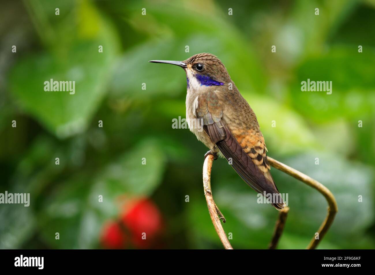 Marrone Violet-ear - Colibri delphinae colibrì grande, razze di uccelli a quota media nelle montagne in America Centrale, occidentale e settentrionale Sou Foto Stock