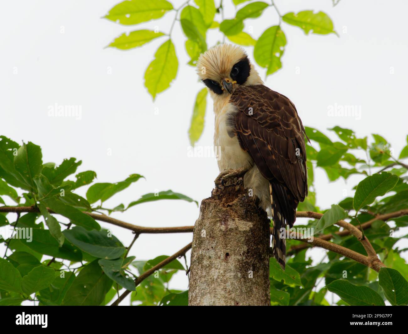 Laughing Falcon - Herpetotheres cachinnans anche falco serpente, uccello di preda nella famiglia dei falchi Falconidi, specie neotropiche è specialista serpente-mangia Foto Stock