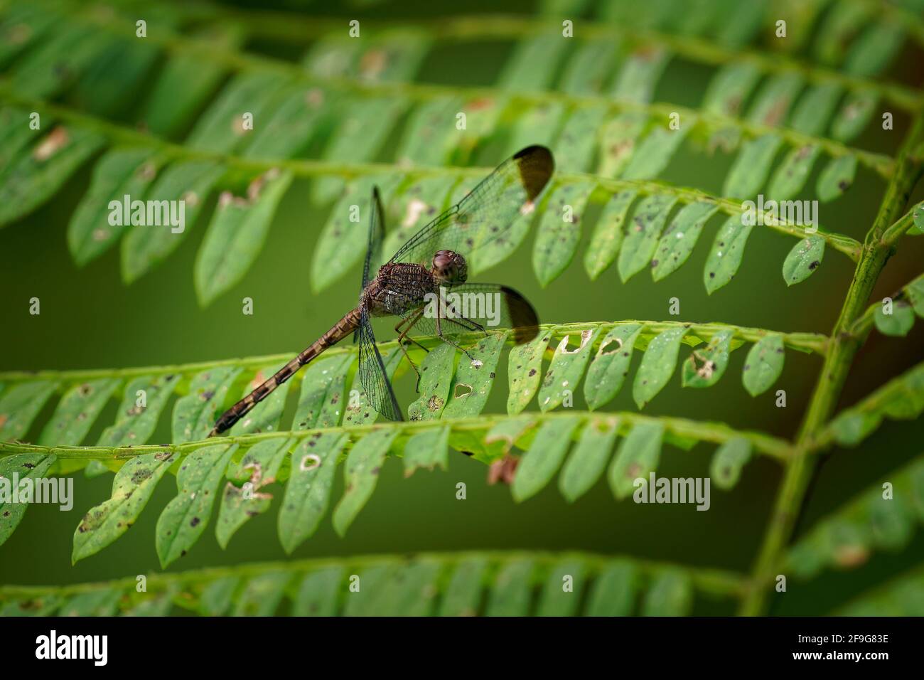 Woodskimmer comune - Uracis imbuta, conosciuto anche come legno tropicale skimmer, dragonfly seduto sulla pianta con il bacckground verde in Costa Rica, Centr Foto Stock