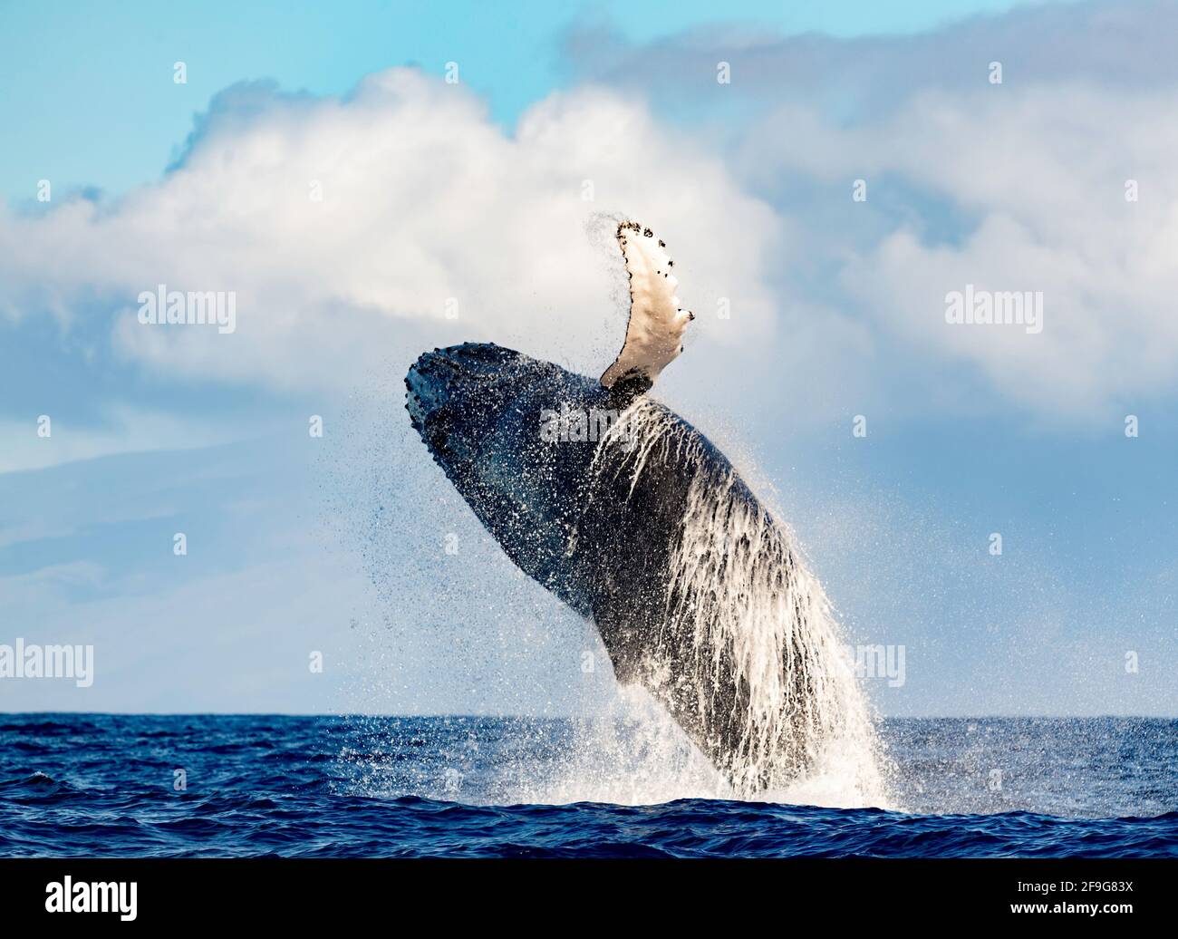 L'allevamento di balene megattere da Maui, Hawaii, Stati Uniti Foto Stock
