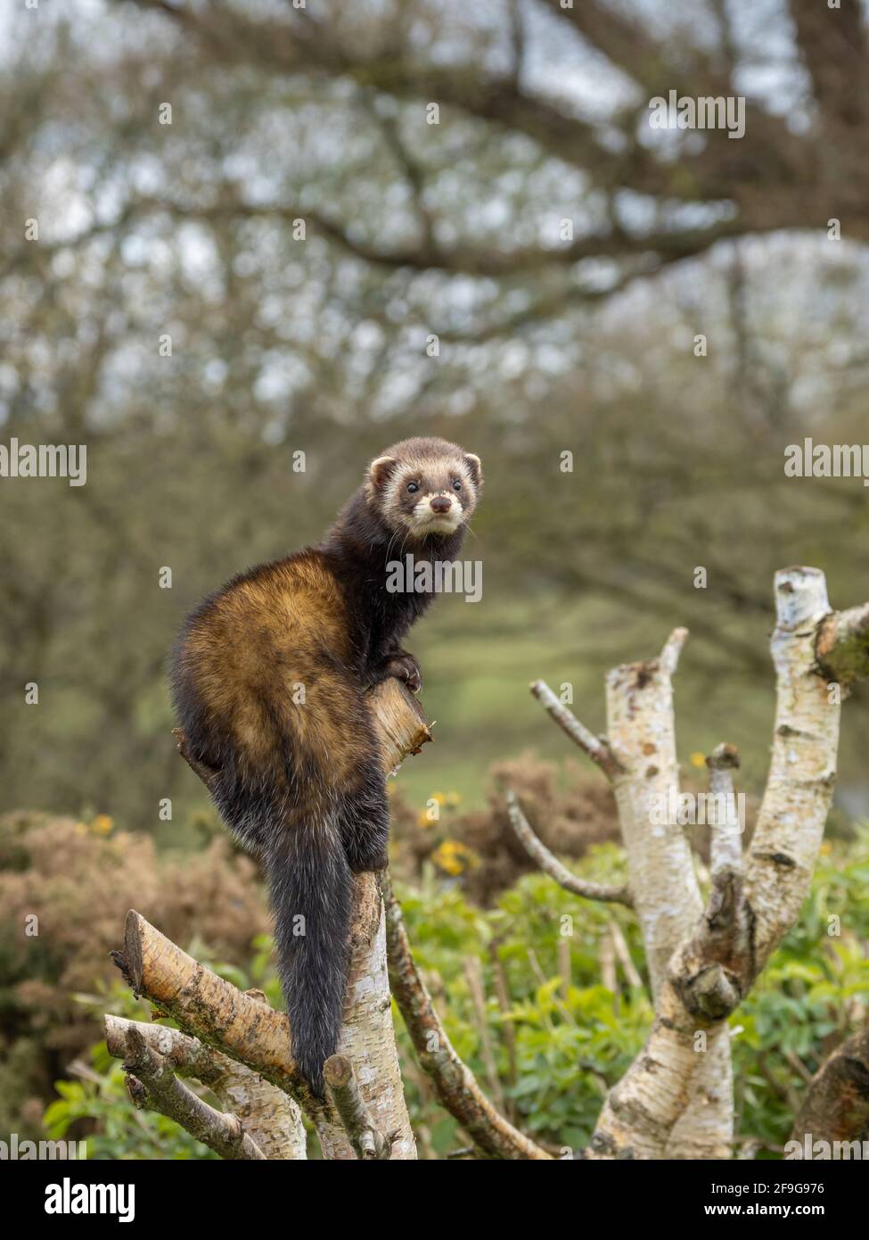 Polecat captive seduto su un ramo Foto Stock