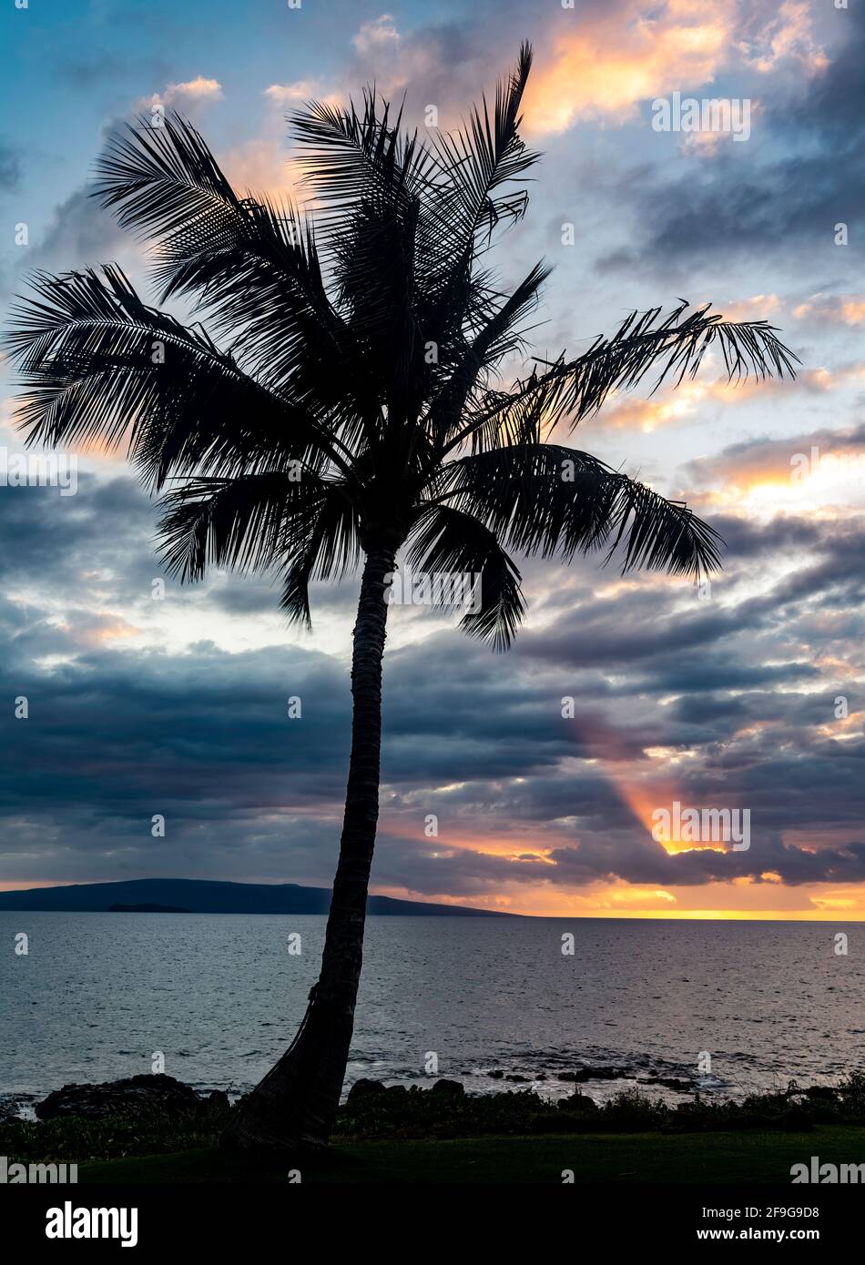 Albero di palma al tramonto, Wailea Beach, Maui, Hawaii Foto Stock