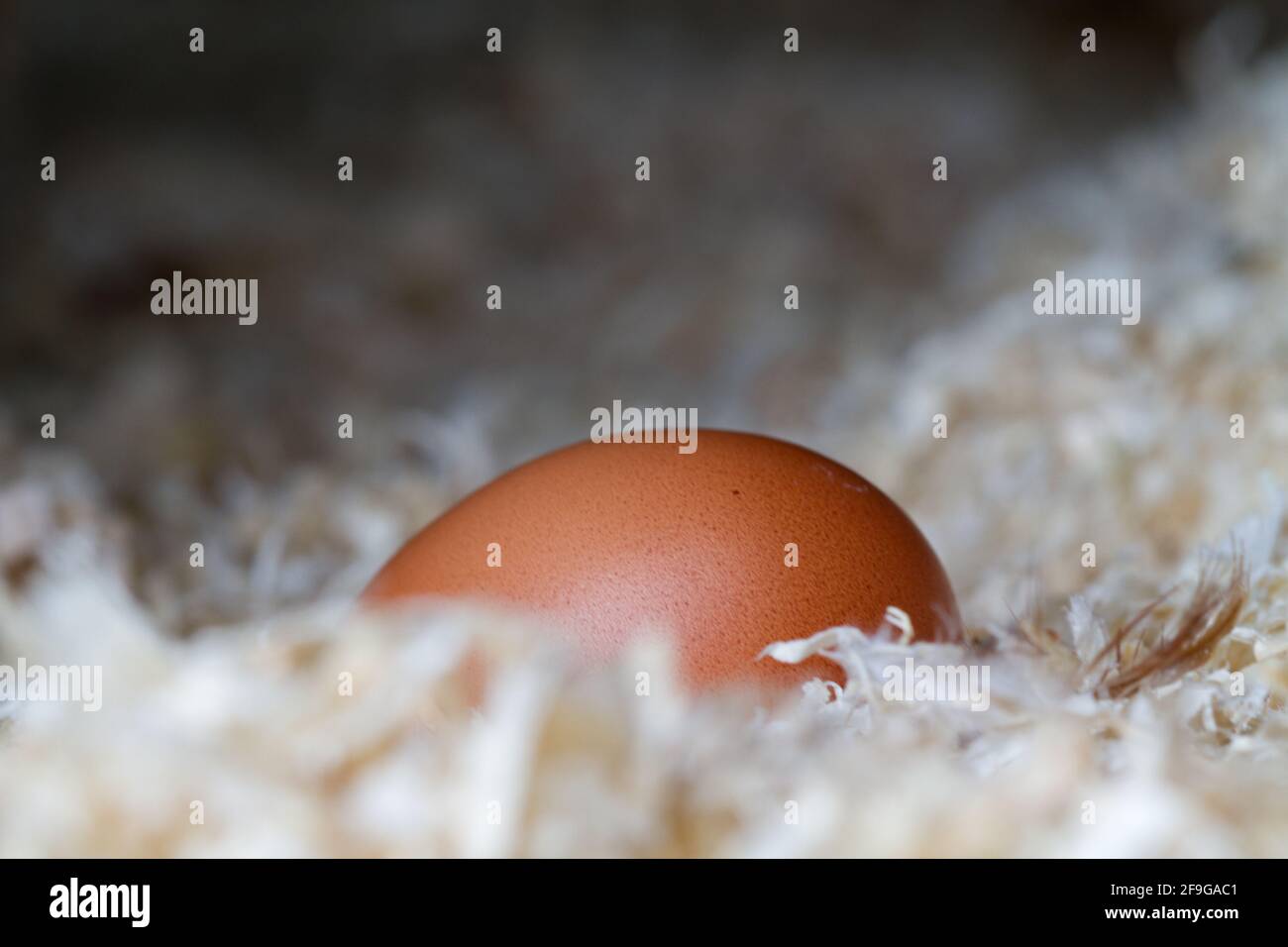 Un uovo marrone appena posato, affondato nella morbida segatura della polpetta di pollo Foto Stock