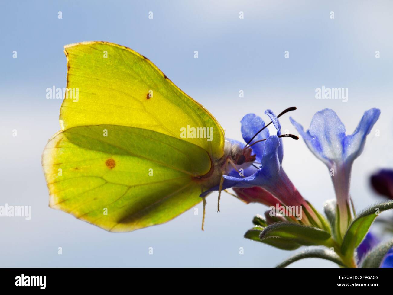 Maschio comune Brimstone farfalla alimentazione su fiori blu di viola occhielli Foto Stock