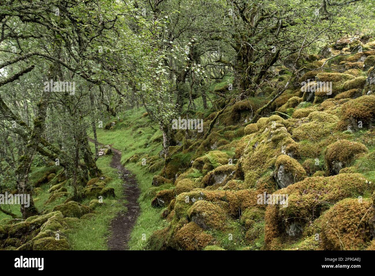 Tasca della foresta pluviale scozzese accanto al Loch Gynack vicino a Kingussie nel Cairngorm National Park, Scozia, Regno Unito. Foto Stock
