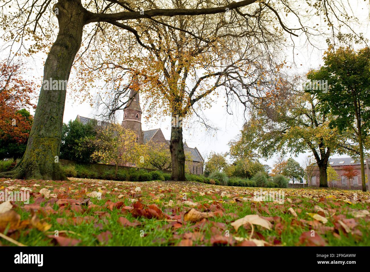 Fallen lascia l'autunno, Scozia Foto Stock