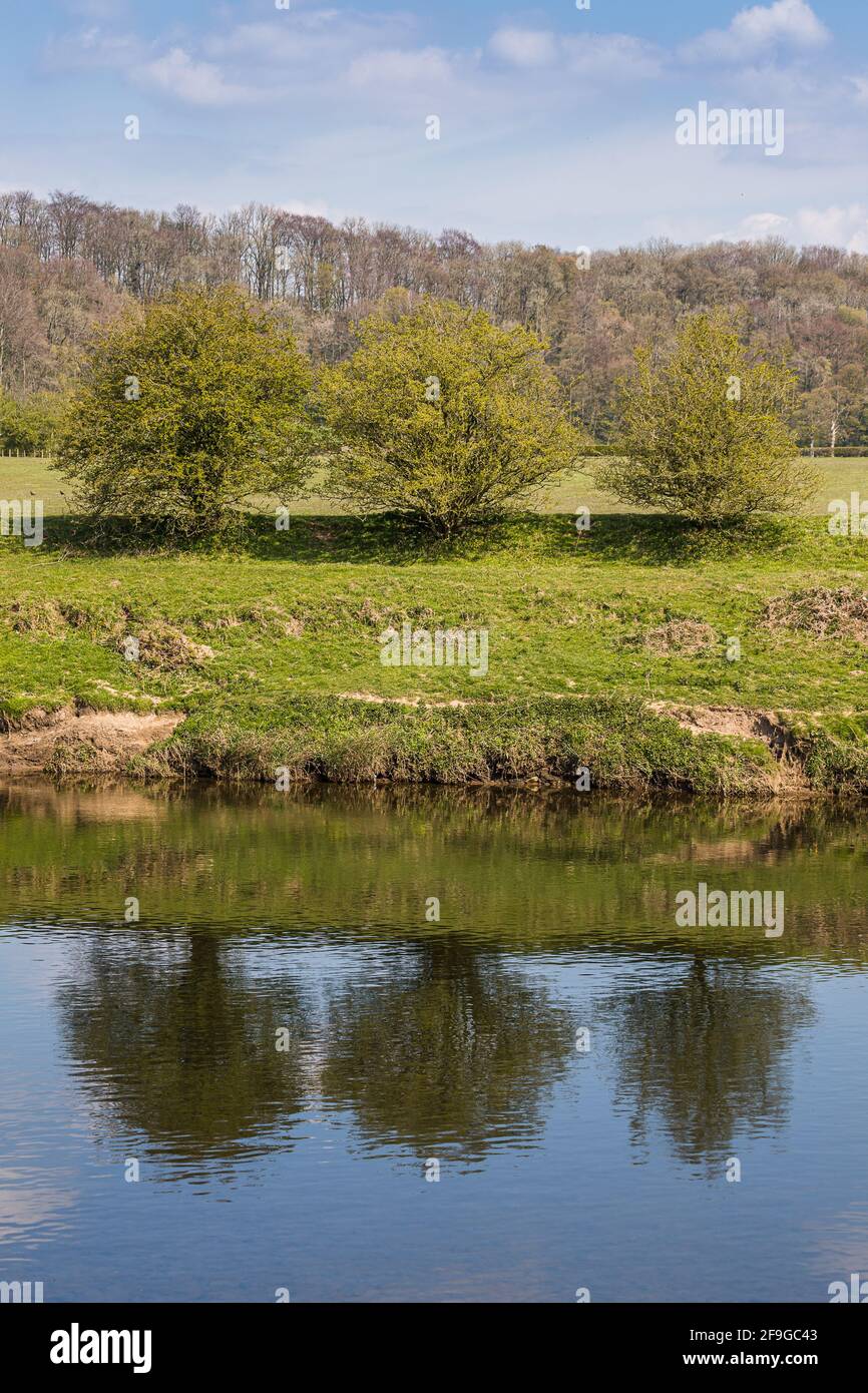 Tre alberi si riflettono nel fiume Ribble vicino Preston nella primavera del 2021. Foto Stock