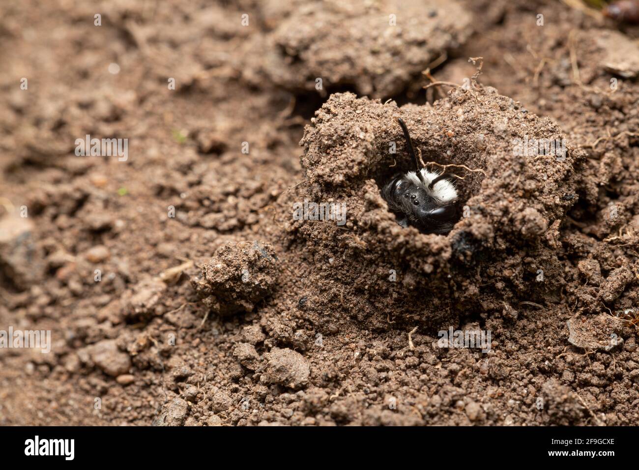 Ashy miniera ape / Andrena cineraria nel suo burrow Foto Stock
