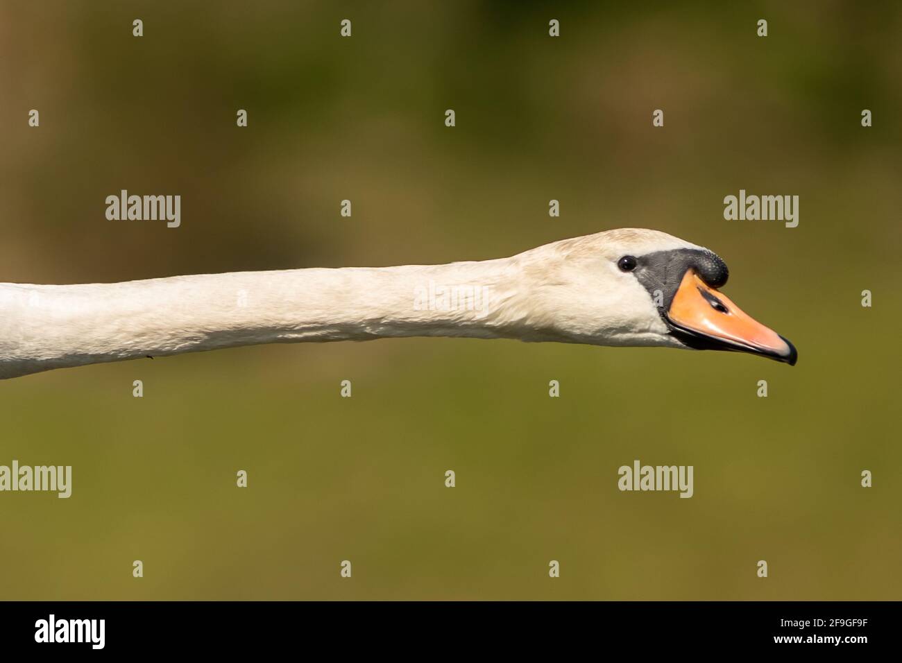 Collo di cigno Foto Stock