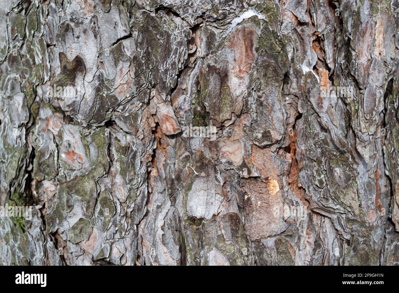 Struttura della corteccia dell'albero. Modello astratto. Sfondo naturale. Foto Stock