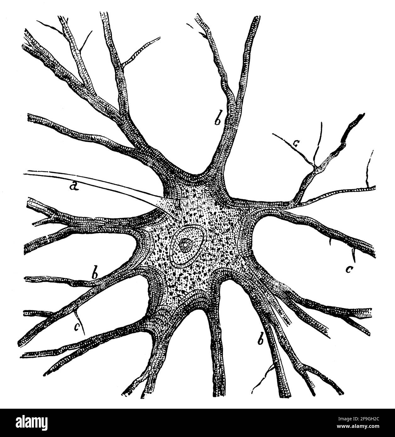 Corno anteriore del midollo spinale. Illustrazione del 19 ° secolo. Germania. Sfondo bianco. Foto Stock