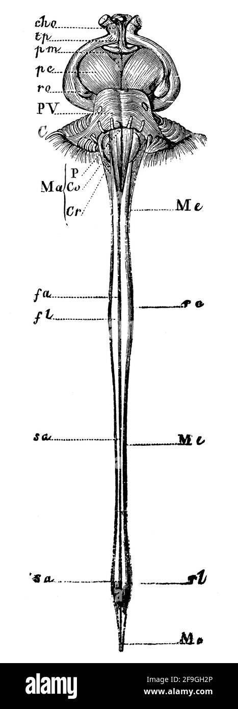 Base del cerebrale e del midollo spinale vista dalla parte anteriore. Illustrazione del 19 ° secolo. Germania. Sfondo bianco. Foto Stock