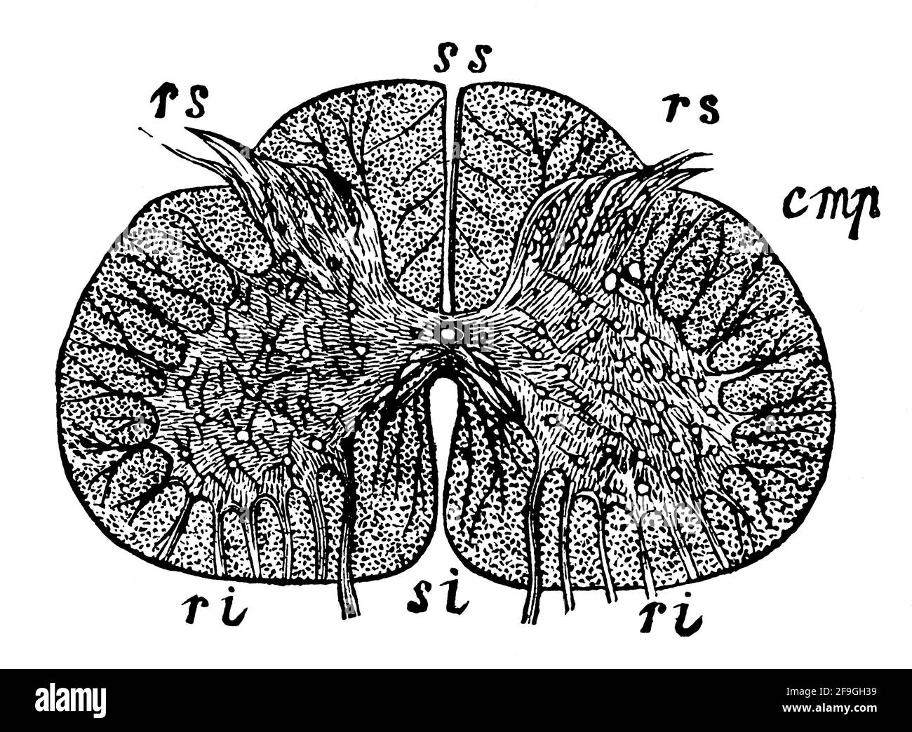 Sezione trasversale del midollo spinale. Illustrazione del 19 ° secolo. Germania. Sfondo bianco. Foto Stock