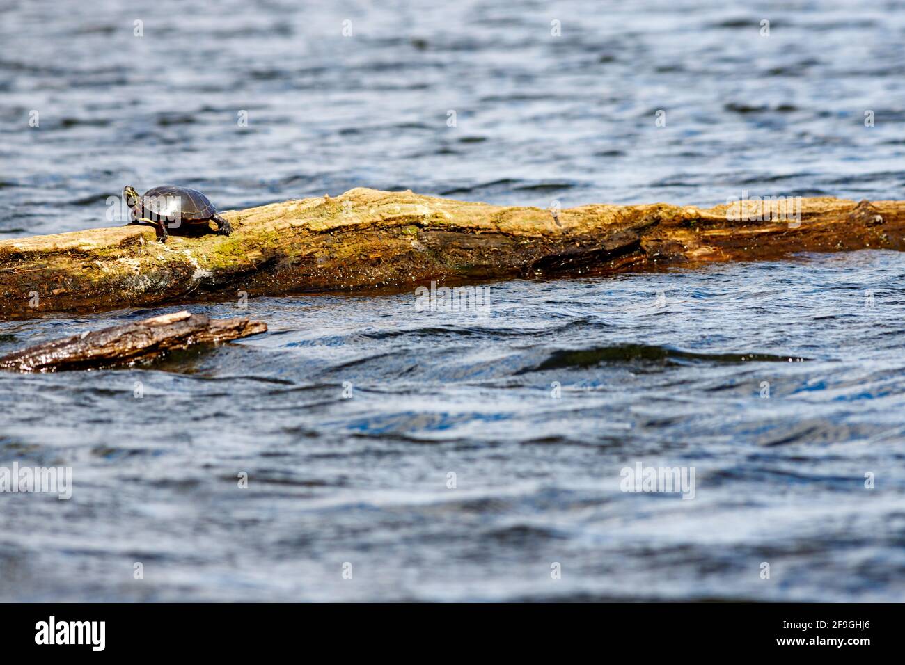 Una piccola tartaruga, una tartaruga selvatica dipinta nel midland (Chrynemys pitta marginata), sta prendendo il sole dove riposa su un tronco in acqua. Foto Stock