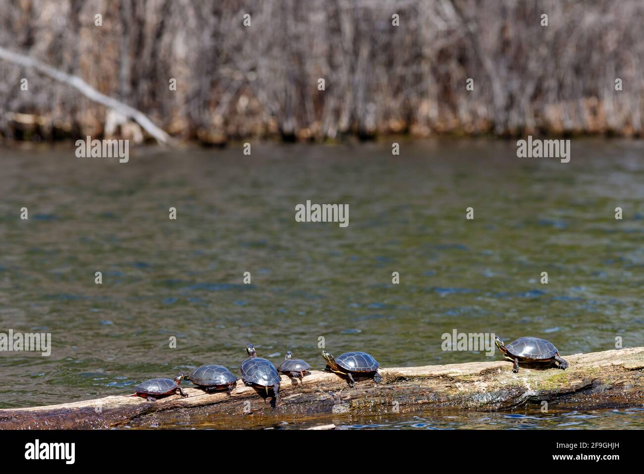 Sei tartarughe selvagge dipinte nel midland (Chrynemys pitta marginata) crogiolarsi al sole su un tronco che galleggia in acqua in un'immagine di fauna selvatica con spazio negativo. Foto Stock