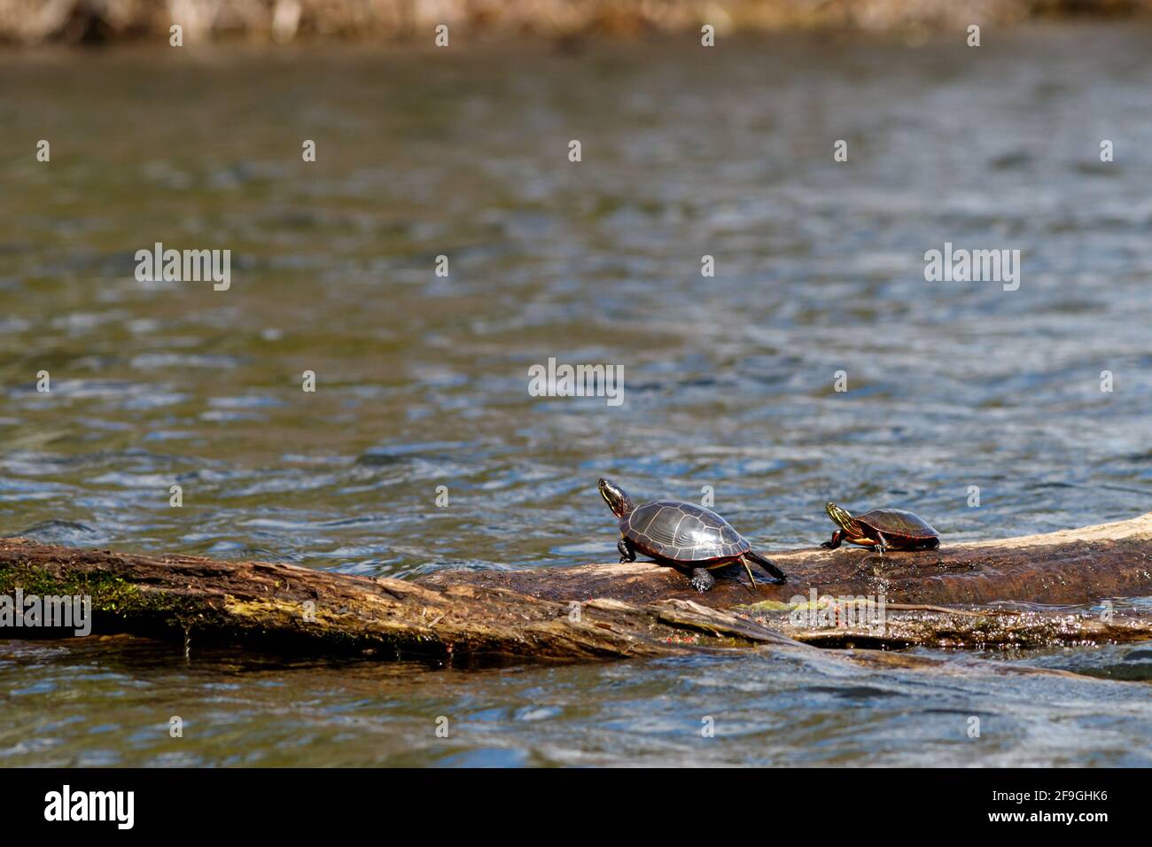 Due tartarughe dipinte di midland selvatiche (Chrynemys pitta marginata) crogiolarsi al sole su un tronco che galleggia in acqua. Foto Stock