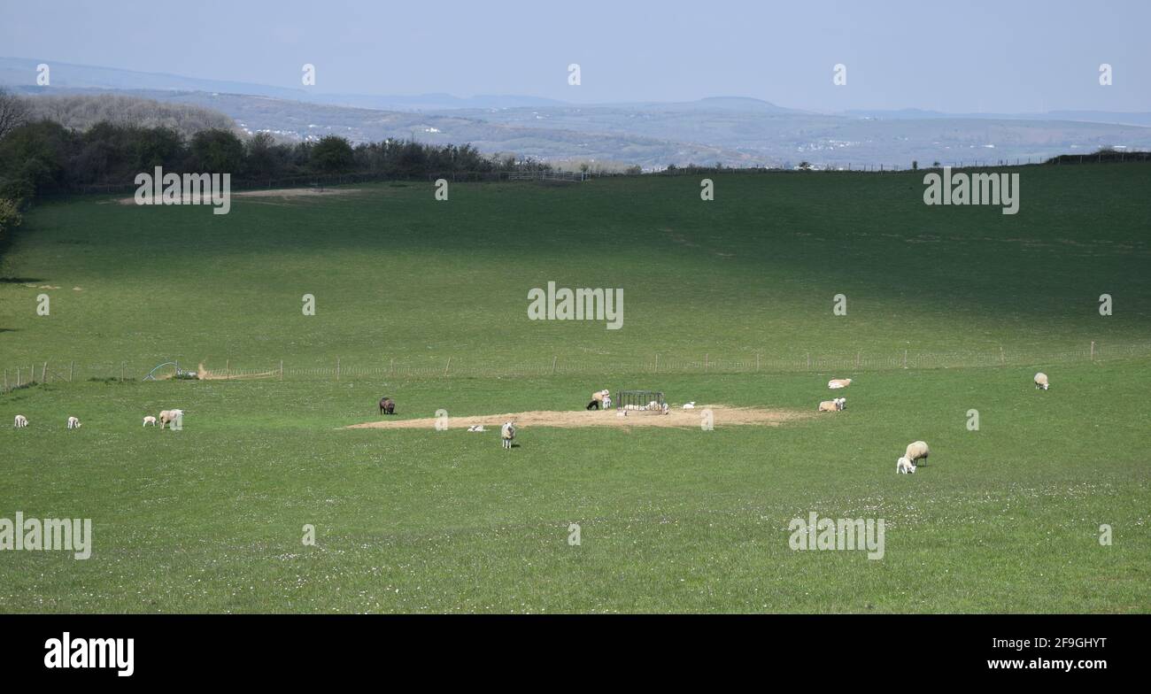 Pecora che mangia erba in un campo, vale of Glamorgan, Galles del Sud, Regno Unito Foto Stock