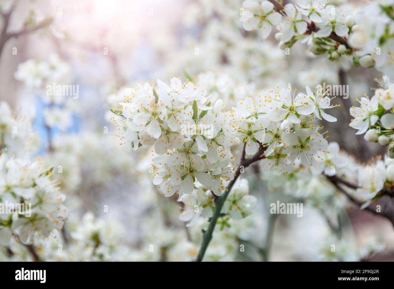 Primo piano dei fiori di ciliegio primaverile. Ramo con fiori e germogli di ciliegia in fiore bianco. Foto Stock