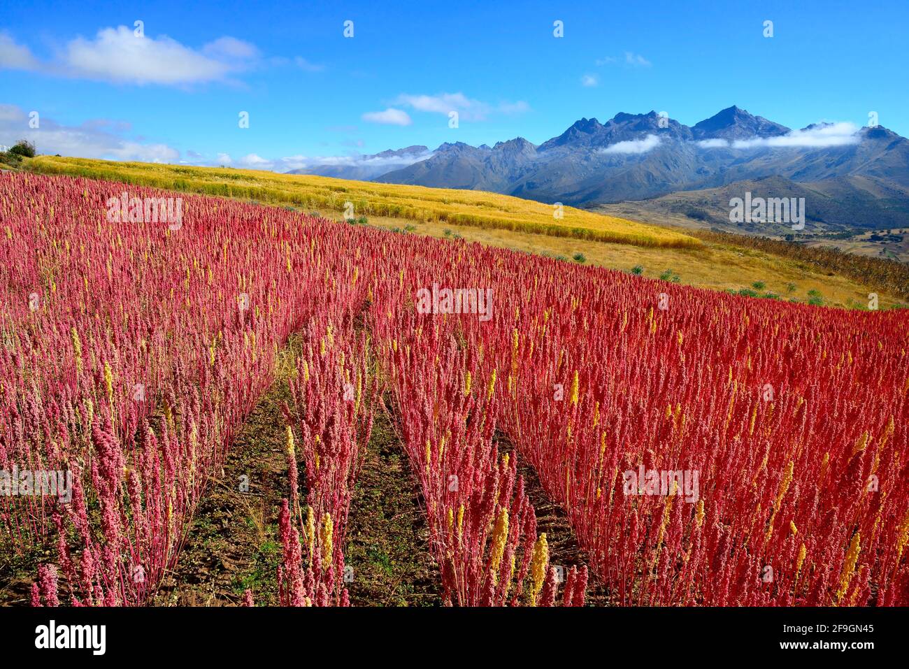 Campo con quinoa matura (Chenopodium quinoa), Provincia di Andahuaylas, Perù Foto Stock