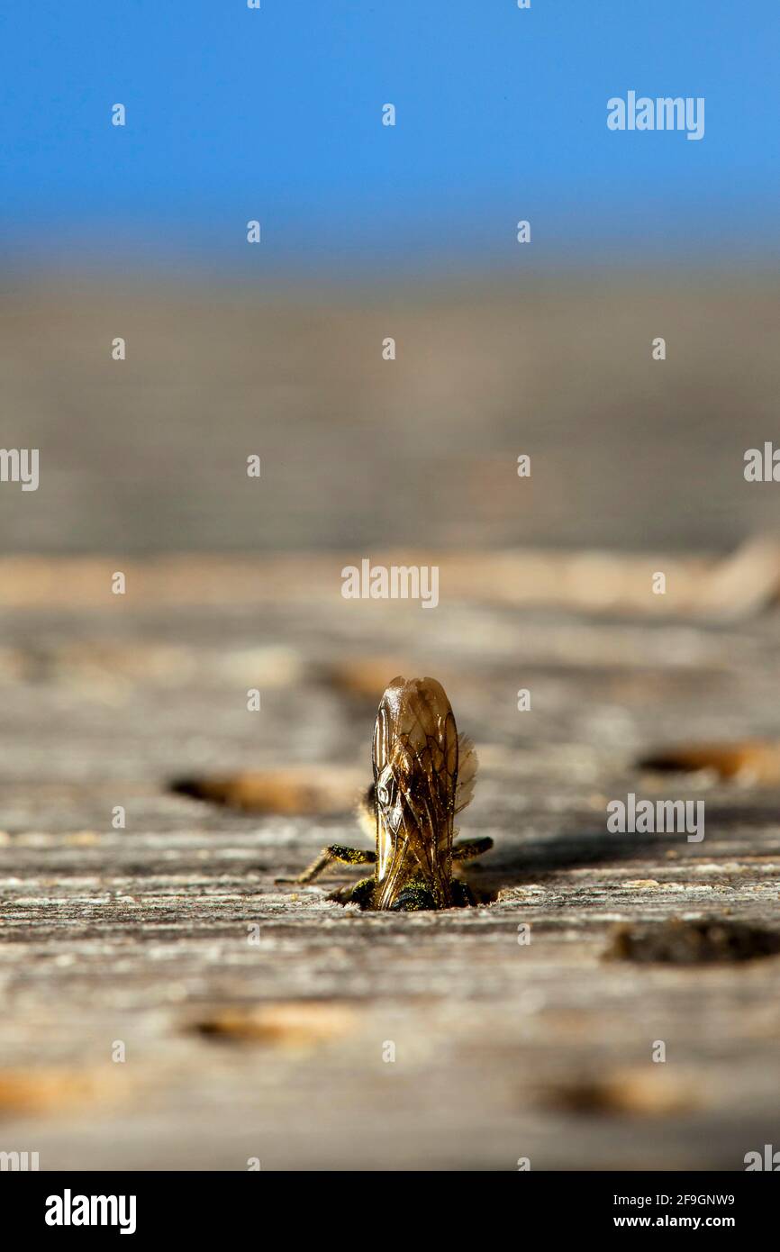 Heriades traduncorum (Heriades traduncorum), api, insetti hotel, Amburgo, Germania Foto Stock