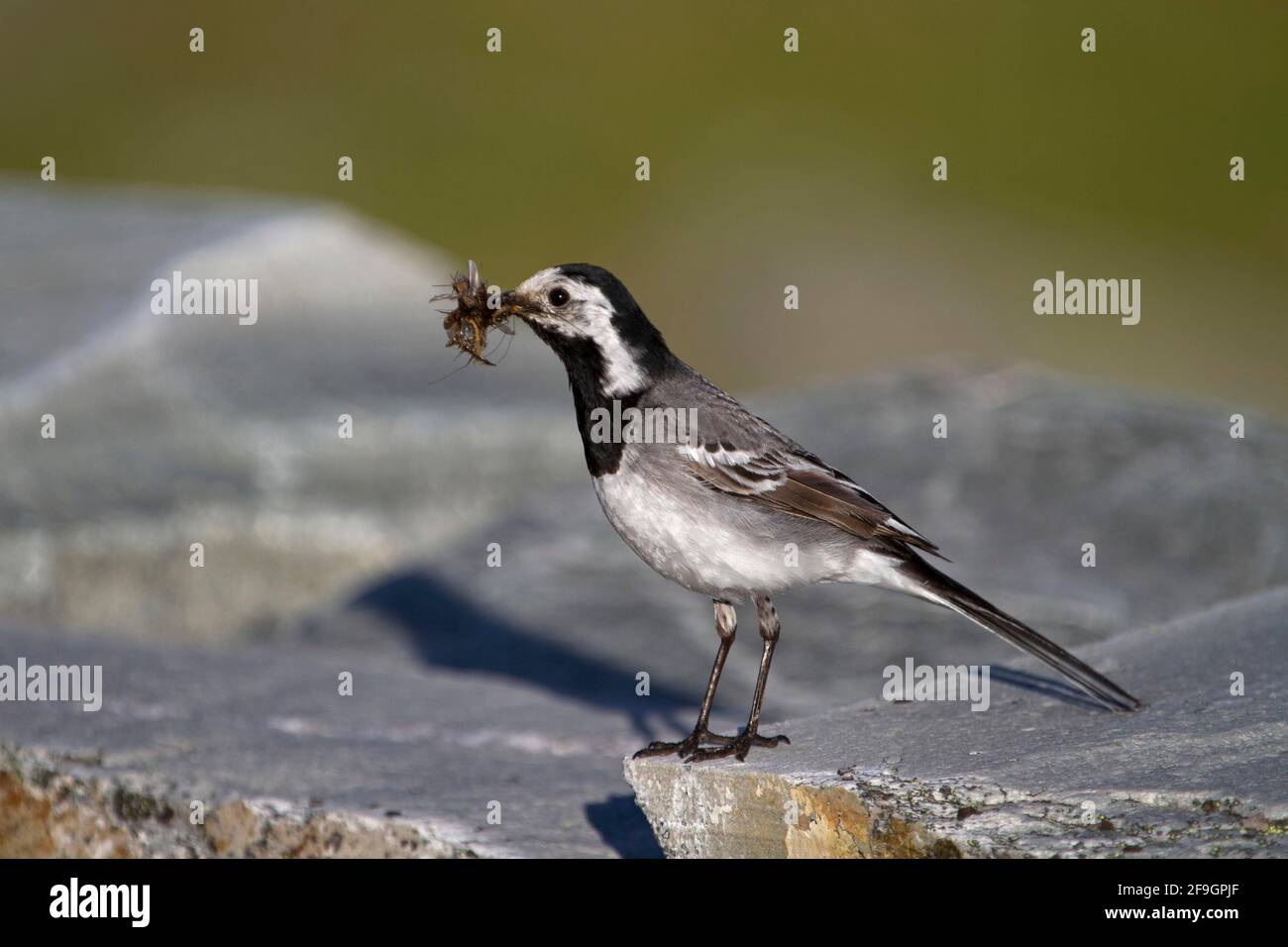 Coda bianca (Motacilla alba) con cibo, facoltativo, Norvegia Foto Stock