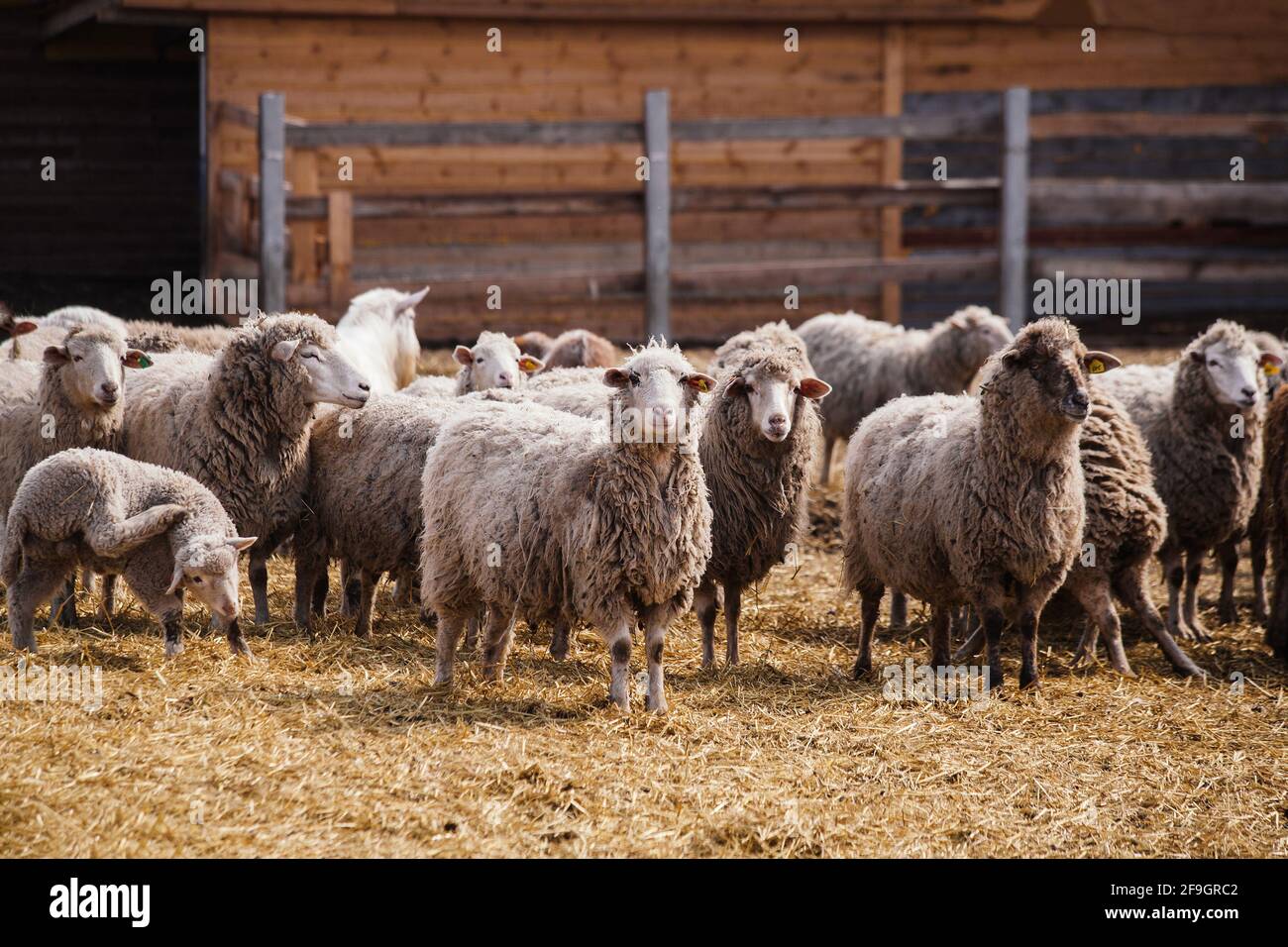 Gregge di pecore in una stalla aperta nella fattoria. Foto Stock