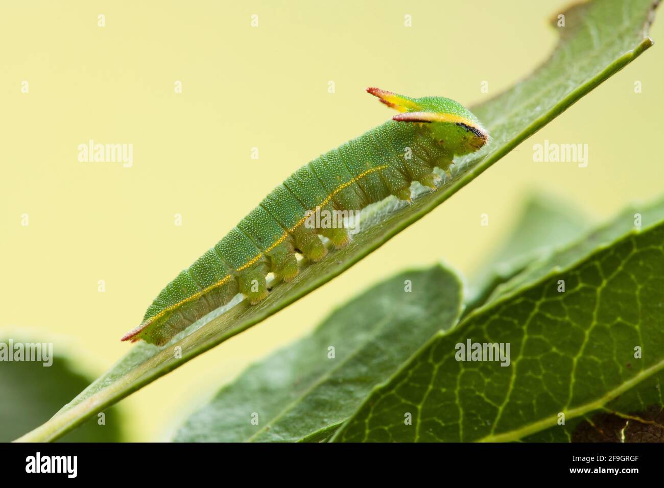 Pasha a due code (Charaxes jasius), caterpillar Foto Stock