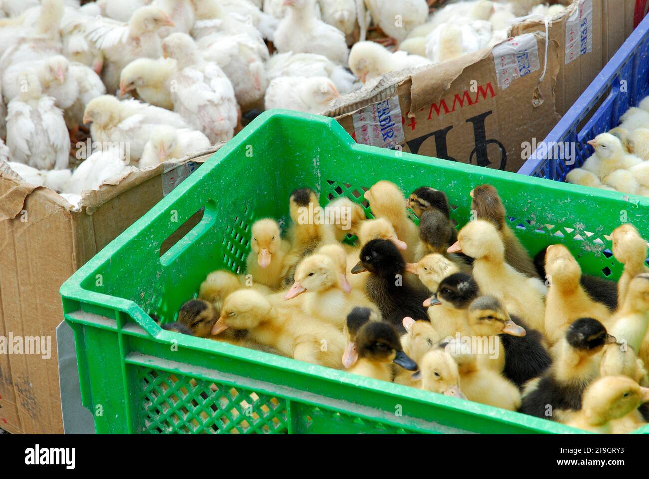 Pulcini di pollo, pollo domestico, anatra domestica, anatroccoli, mercato, Uerguep, Cappadocia, Turchia Foto Stock