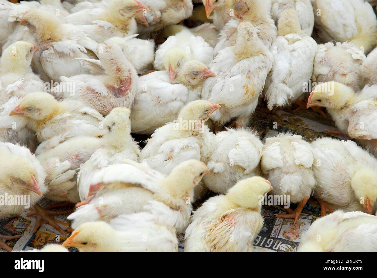 Pulcini di pollo, pollo domestico, mercato, Uerguep, Cappadocia, Turchia Foto Stock