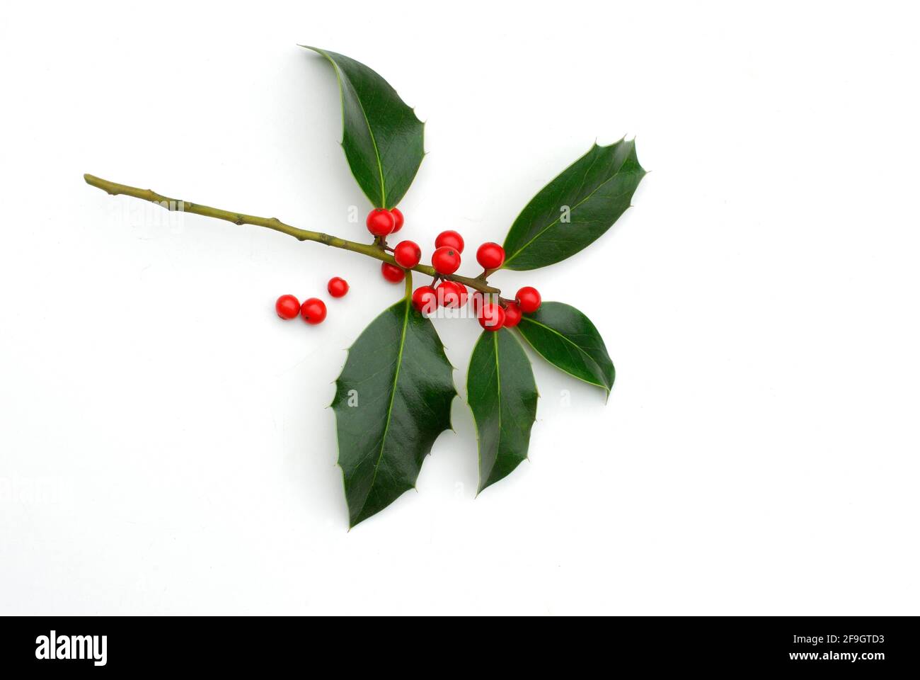 Holly (Ilex aquifolium) , foglie e bacche, pera di prickly Foto Stock