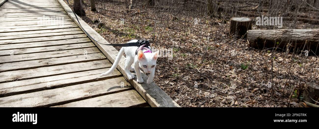 Un simpatico gatto bianco su un guinzaglio che cammina il bordo di una passerella in legno in una foresta Foto Stock