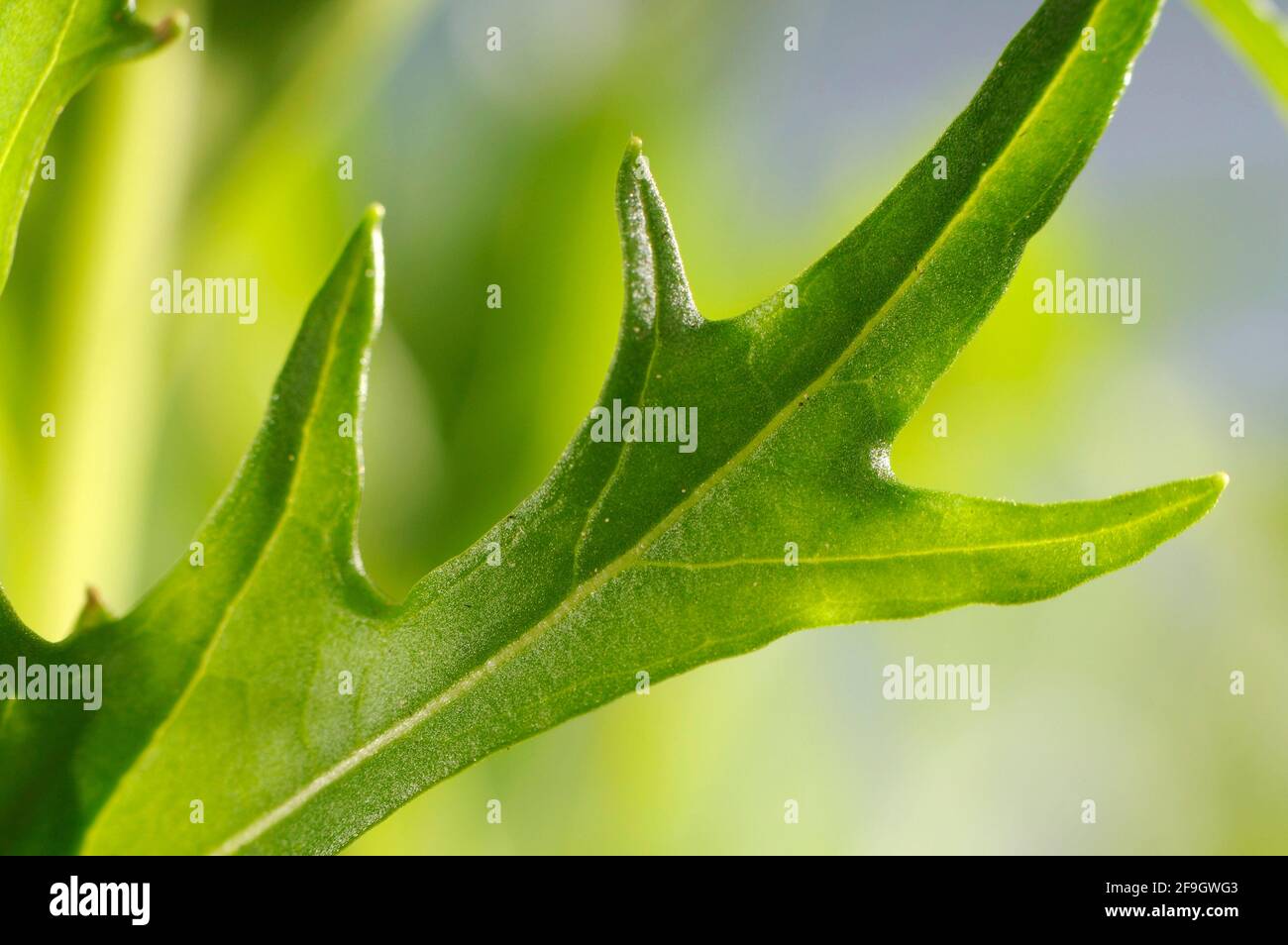 Mizuna (Brassica rapa japonica), lattuga giapponese Foto Stock