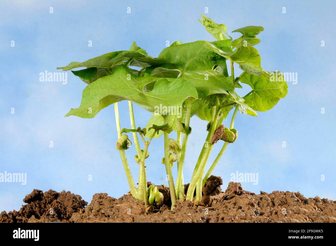 Fagiolo di cespuglio, piantine (Phaseolus vulgaris nano) Foto Stock