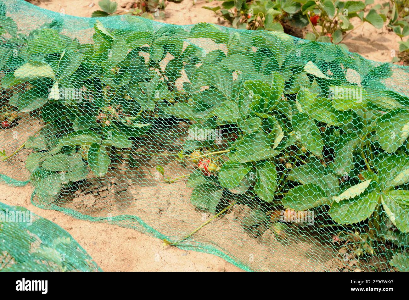 Piante di fragole con rete di protezione degli uccelli (Fragaria x ananassa), fragole, rete Foto Stock