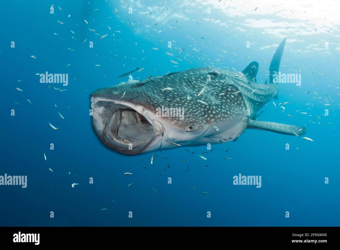 Squalo balena (Rhincodon typus), Cenderawasih Bay, Papua occidentale, in Indonesia Foto Stock