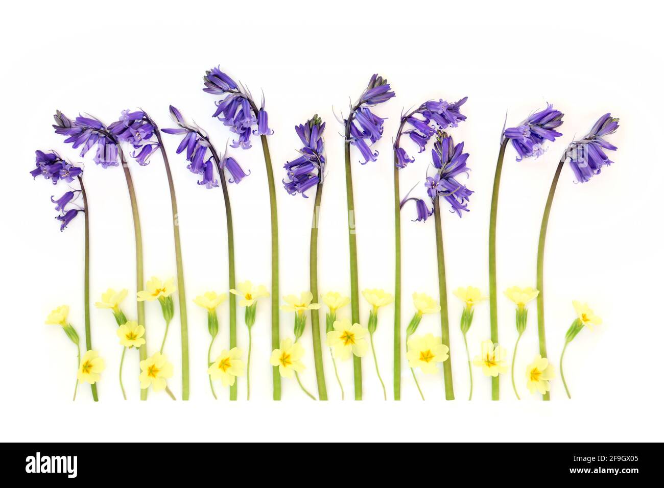 Primavera Primrose e bluebell fiori selvatici in una linea su sfondo bianco. Elemento di disegno astratto. Foto Stock