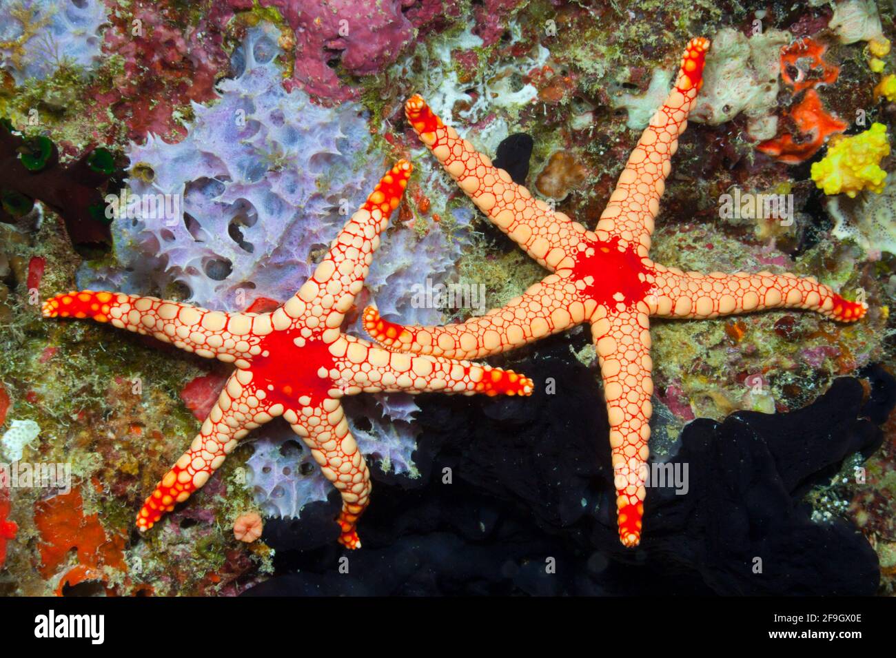 Red Mesh Starfish, Atollo di Baa, Maldive (Fromia monilis) Foto Stock