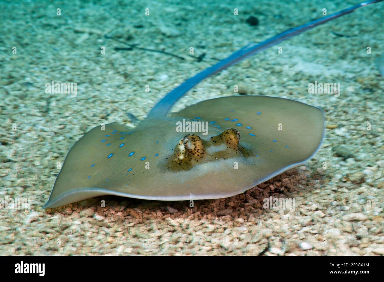 Bluespoted Stingray (Dasyatis kuhlii), Cenderawasih Bay, Papua occidentale, Indonesia Foto Stock