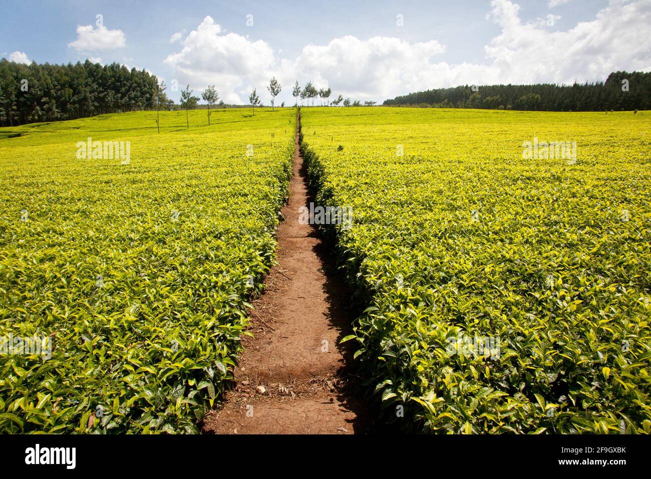 Piantagioni di tè, cespuglio di tè, Kericho (Camellia sinensis), Kenya Foto Stock