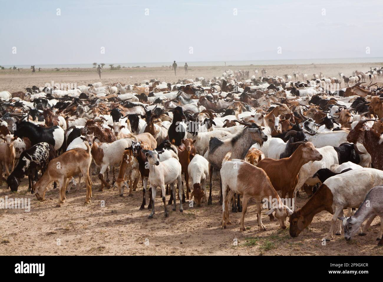 Allevamento misto di caprini e ovini, a nord del deserto del Chalbi, caprini, ovini, ovini, ovini, Allevamento di capra, Kenya Foto Stock