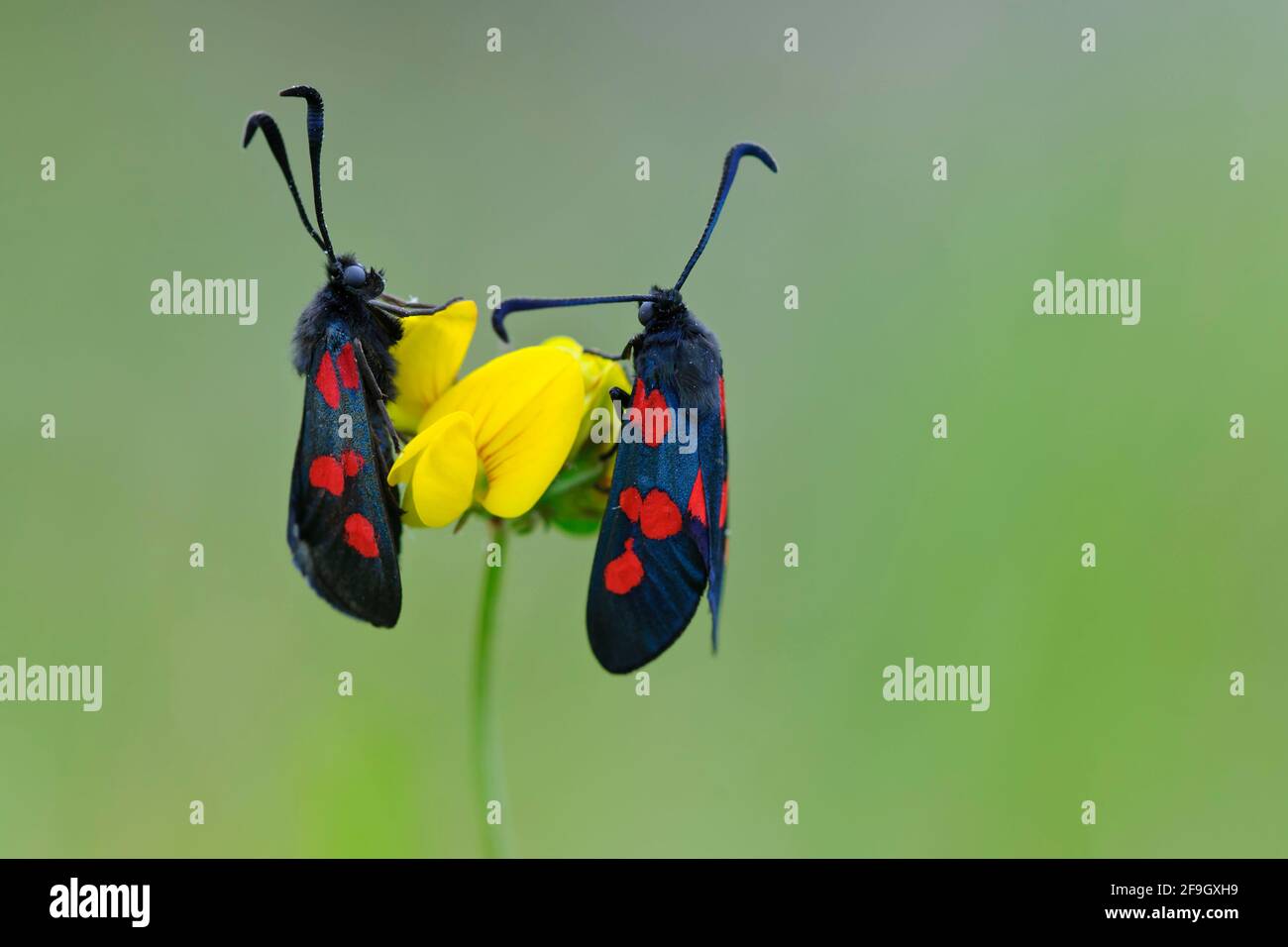 Arieti a sei punti, tansy burnett a sei punti (Zygaena filipendulae) Foto Stock