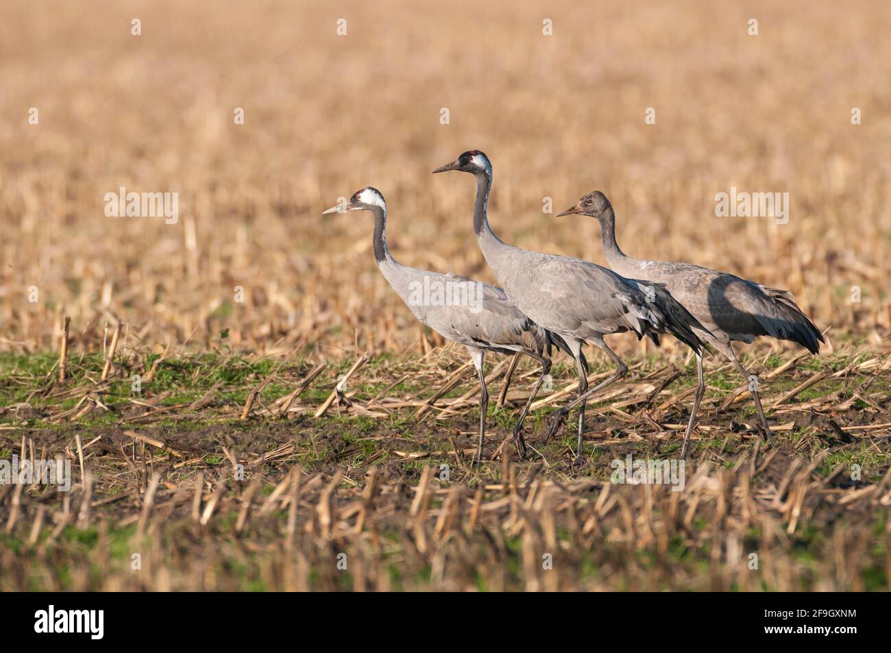 Gru comuni (Grus grus) , coppia con uccello giovane, bassa Sassonia, Germania Foto Stock