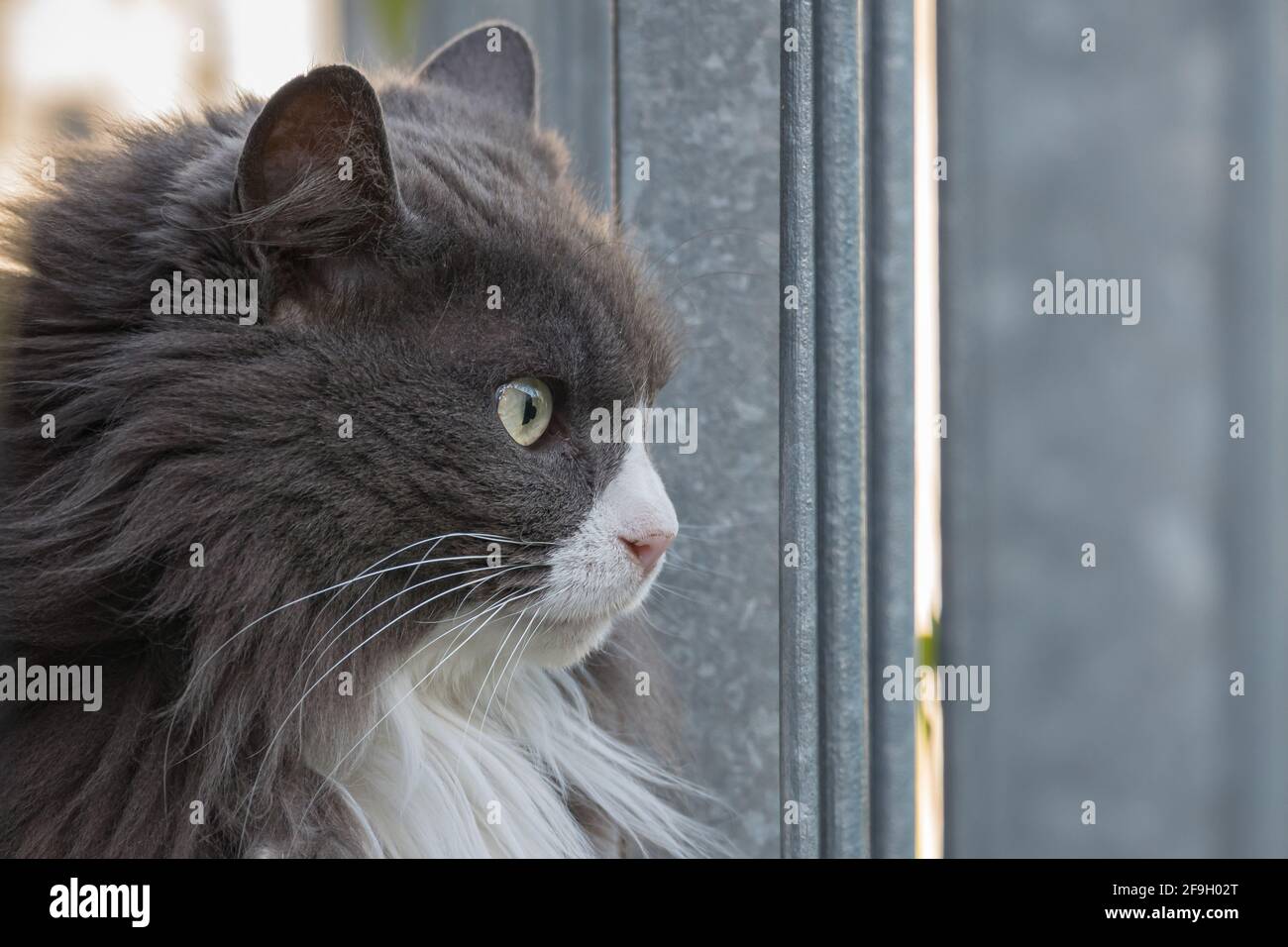 ritratto di un gatto con lunghi capelli grigi e bianchi all'aperto Foto Stock