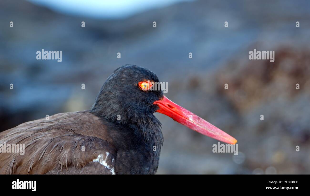 Primo piano di un ostrystercatcher americano (palliati di Haematopus) a Puerto Egas, Isola di Santiago, Galapagos, Ecuador Foto Stock
