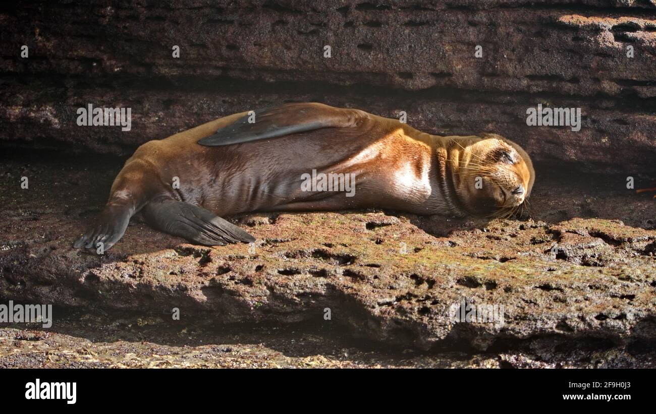 Leone marino bambino a Puerto Egas, Isola di Santiago, Galapagos, Ecuador Foto Stock